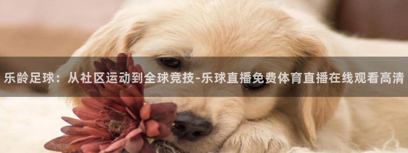 乐龄足球：从社区运动到全球竞技-乐球直播免费体育直播在线观看高清