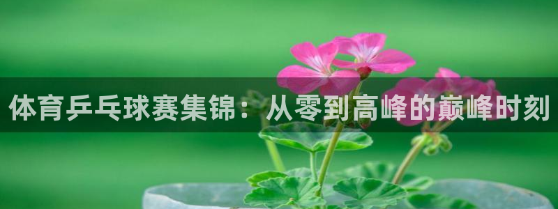 体育乒乓球赛集锦：从零到高峰的巅峰时刻